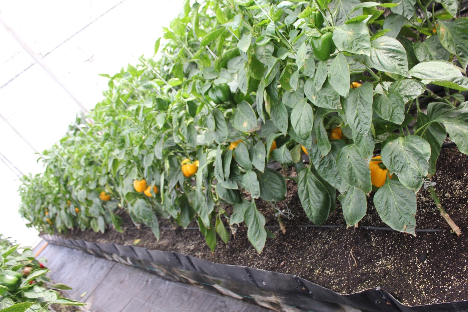 Greenhouse Project 25